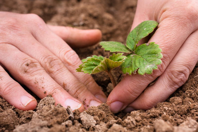 garden landscaping garden design