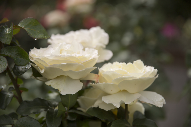 garden hedges